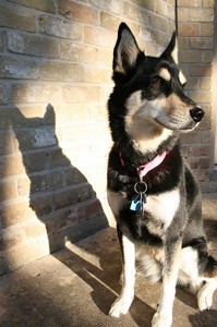 What Breed is My Dog?