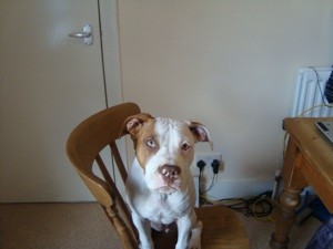 What Breed is My Dog?