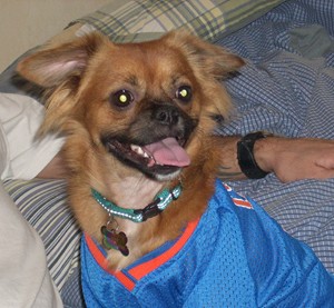 Joey (Chihuahua/Pekingese?)
