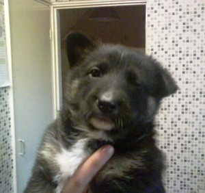 Kiera (German Shepherd/Husky Mix)