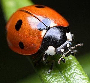 What do Ladybugs Eat?