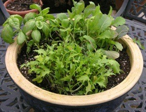 Garden: Fresh Salad Bowl