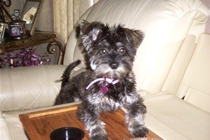 Keeping a Dog from Being Lonely
