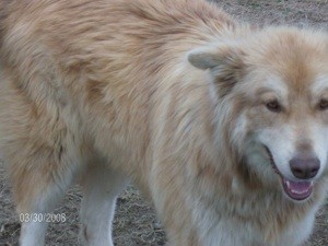 What Breed is My Dog?