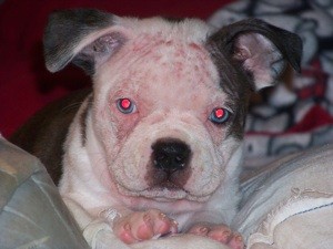 Home Remedy for Dog Mange