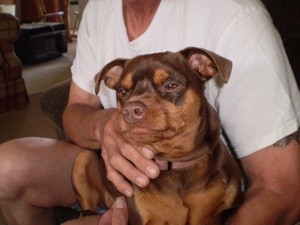 What Breed is My Dog?
