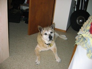 What Breed is My Dog?