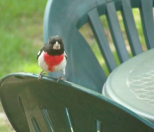 Wildlife: Rose Breasted Grosbeak