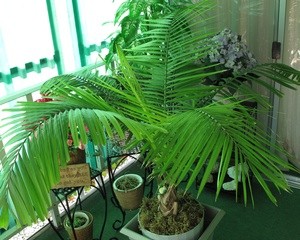 Palm With Scale