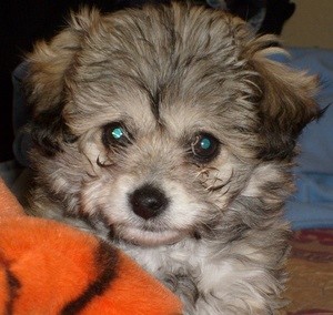 Taking Care of a Puppy With Parvo at Home