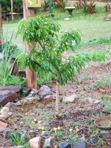 Peaches Falling Off Tree After Rainstorms
