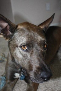 What Breed is My Dog?