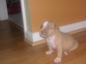 What Breed is My Dog?