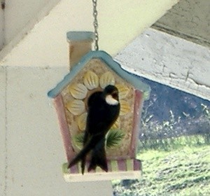 Wildlife: Purple Martin Photo
