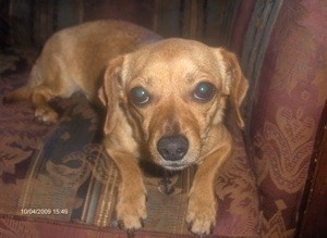 Signs That a Dog is Pregnant