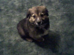 What Breed is My Dog?