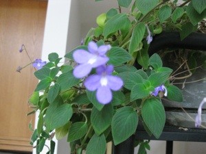 What is This Plant?