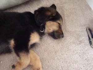 What Breed is My Dog?