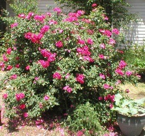 Garden: Roses In Bloom