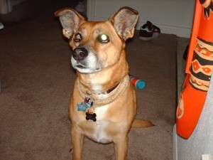 What Breed is My Dog?