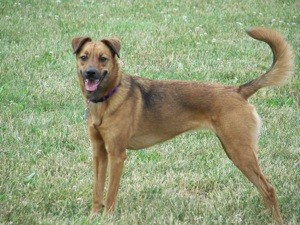 What Breed is My Dog?