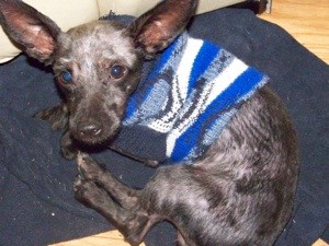 What Breed is My Dog?