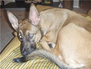 What Breed is My Dog?