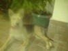What Breed is My Dog?