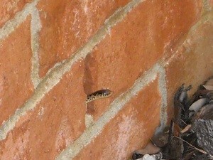 What Kind of Snake is This?
