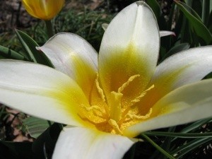Plant Bulbs In The Fall For Spring Flowers