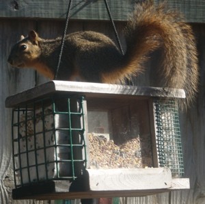 Squirrels Eating from Bird Feeders