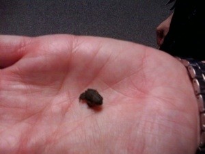 Is This a Toad?