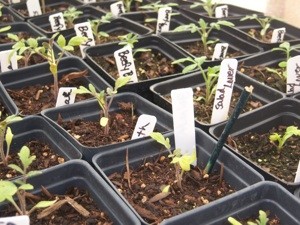 Tomato Plants With Yellow Leaves