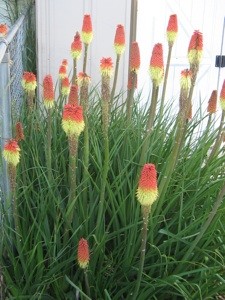 What is This Plant?