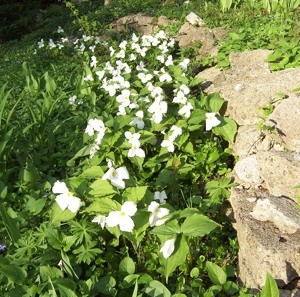 Garden: Trillium