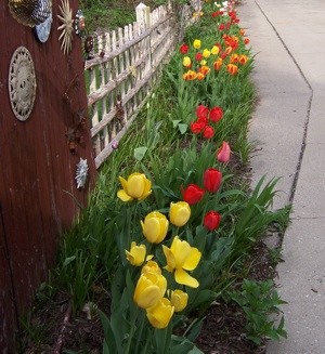 Garden: Tulips