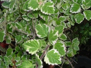 What is This Plant?