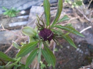 What is This Plant?