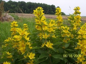 What is This Plant?