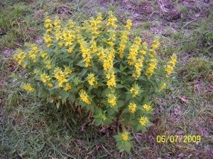 What is This Plant?