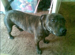 What Breed is My Dog?