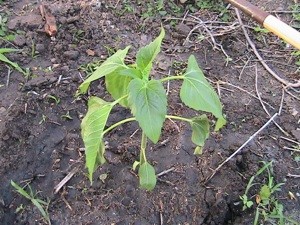 What is This Plant?