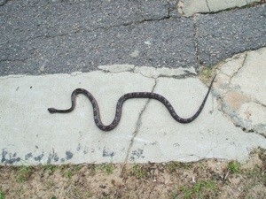 What Kind of Snake is This?