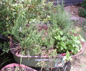 Planting Flowers in an Old Wheelbarrow