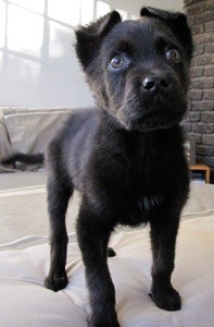 What Breed is My Dog?