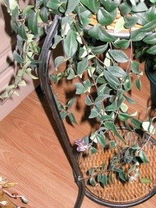 What is This Plant?