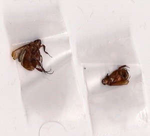 What Are These Bugs?