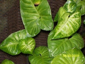 White Stuff on Arrowhead Plant Leaves