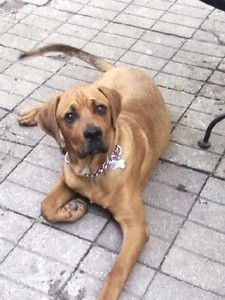 What Breed is My Dog?