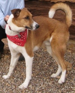 What Breed is My Dog?